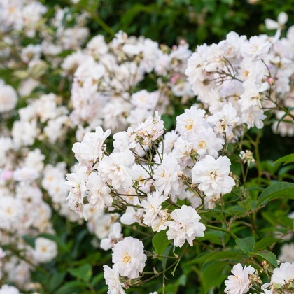 オフィス 芦野が撮影したウェディングや家族、ビジネスの写真