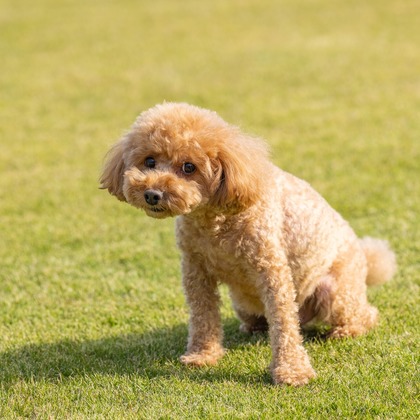 あなたの写真館が撮影した「:albumName」の写真