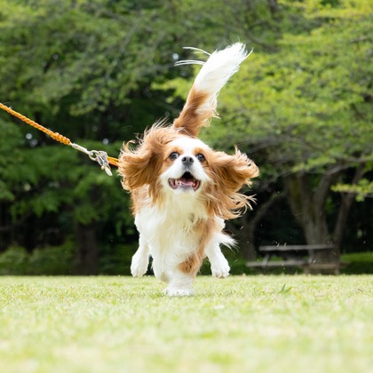 大森光太郎・K-PHOTOが出張撮影した犬の敏捷性, 犬の供給, 子鹿などが写った「ペット撮影」の家族写真