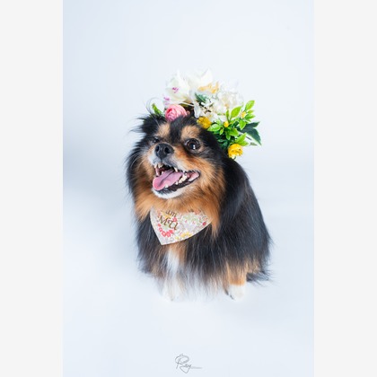 Ray Yamaguchiが撮影した「:albumName」の写真