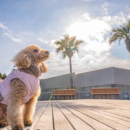高木勇斗が撮影したイベント/スナップ撮影の写真