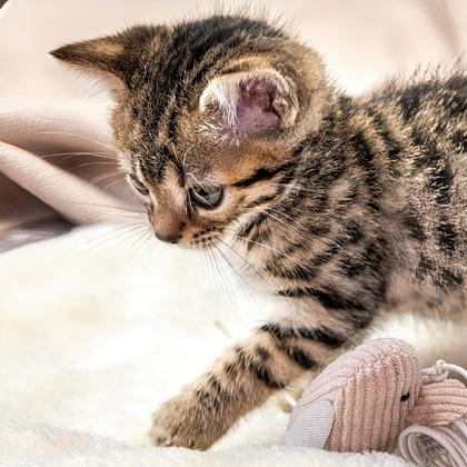 本郷直人が撮影した「:albumName」の写真