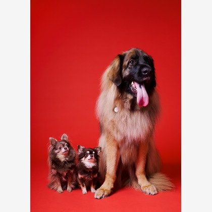 登　万里子が撮影したウェディングや家族、ビジネスの写真