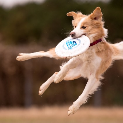 写楽堂が撮影したその他の写真