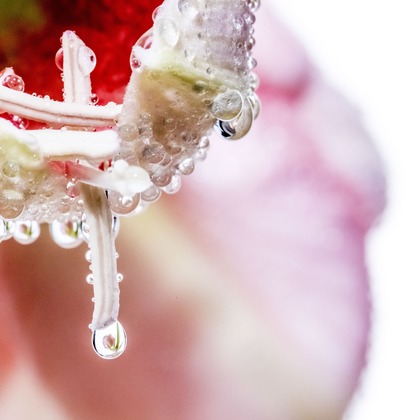 リトルダイナソーが撮影した商品/物撮りの写真