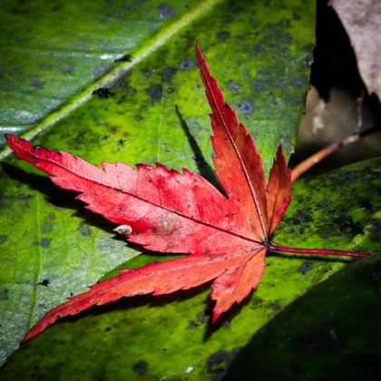 内藤駿介が撮影したその他/商品/物撮りの写真