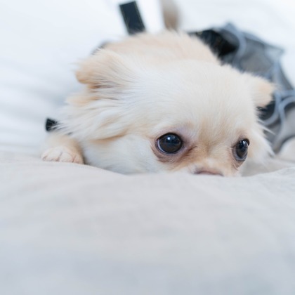 北海道ロケーションフォトウェディング♪が撮影した「:albumName」の写真