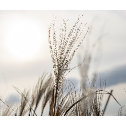 松本写真事務所が撮影した「:albumName」の写真