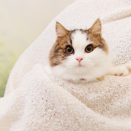 世登理恵が撮影したウェディングや家族、ビジネスの写真