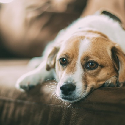 CREATIVE HOUSEが出張撮影した肝臓, 犬の供給, 子鹿などが写った「ペット写真の出張撮影」の家族写真