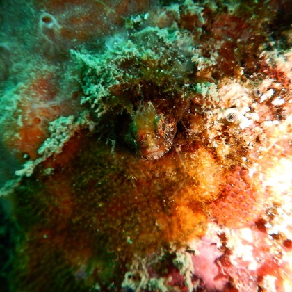 杉野優介が撮影した「:albumName」の写真