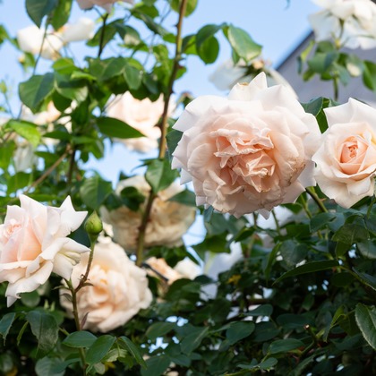 オフィス 芦野が撮影したウェディングや家族、ビジネスの写真