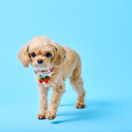 クリエイティブツリーが撮影した「:albumName」の写真