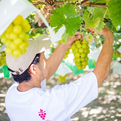 大森美紗生が撮影した店舗/オフィス/サロン撮影/商品/物撮りの写真