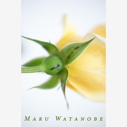 Tomohisa Watanabeが撮影した「:albumName」の写真