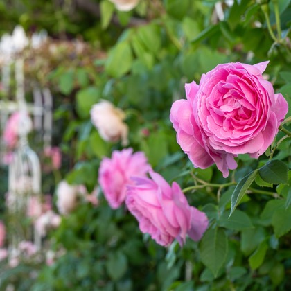 オフィス 芦野が撮影したウェディングや家族、ビジネスの写真