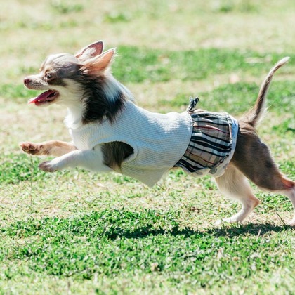 ポートレート沖縄が撮影した「ペット撮影」の写真