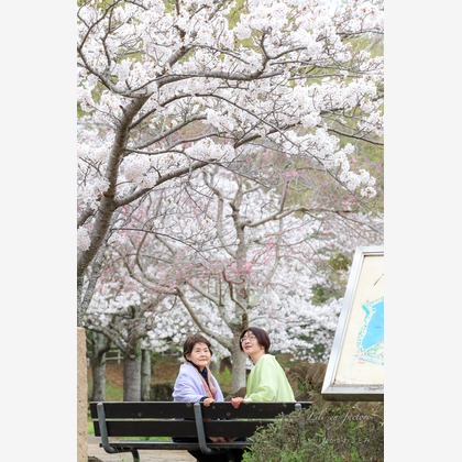 なかがわさとみが出張撮影した「桜と親子で記念撮影」の家族写真