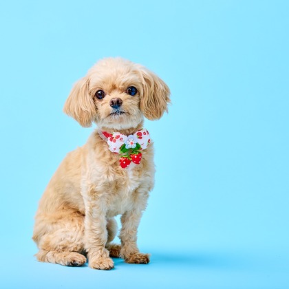 クリエイティブツリーが撮影した「:albumName」の写真