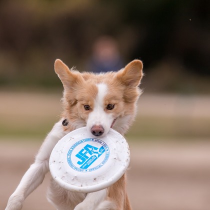 写楽堂が撮影したその他の写真
