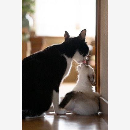 blankが撮影した料理撮影/商品/物撮りの写真