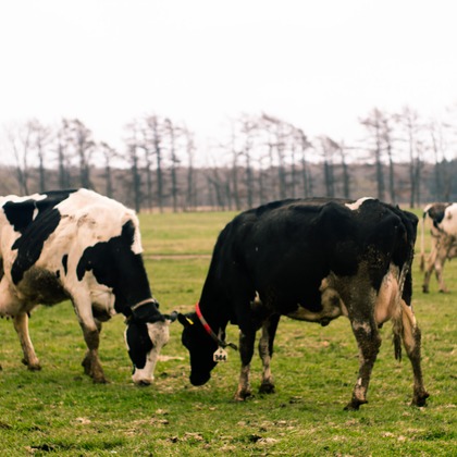 神部葵が撮影したイベント/スナップ撮影の写真