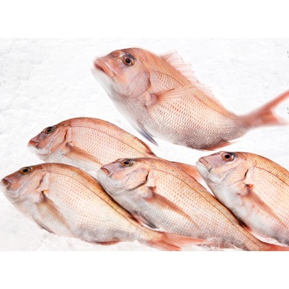 舩津　孝が撮影した「:albumName」の写真