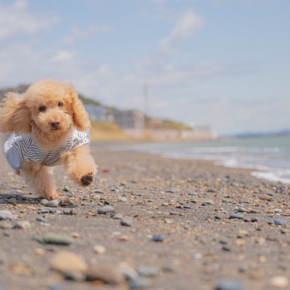 高木勇斗が撮影したイベント/スナップ撮影の写真