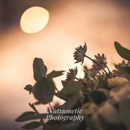 Natsumetic Photography (小関晃典)が撮影したエンゲージメントフォト/結婚式撮影/結婚式二次会撮影の写真