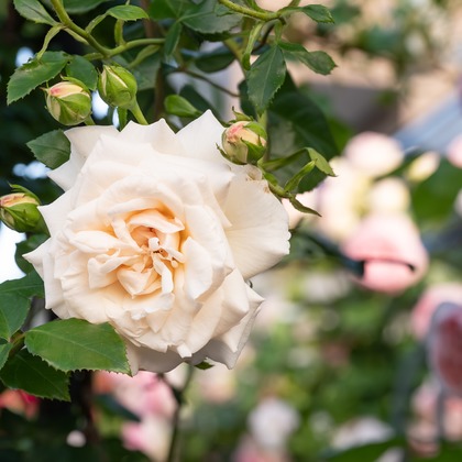 オフィス 芦野が撮影したウェディングや家族、ビジネスの写真