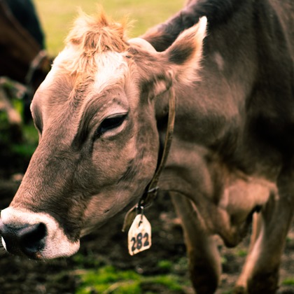 神部葵が撮影したイベント/スナップ撮影の写真