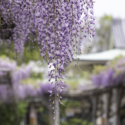 ミヤタカズコが撮影した「:albumName」の写真