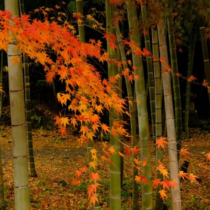 KotobukiPhotosが撮影した「:albumName」の写真