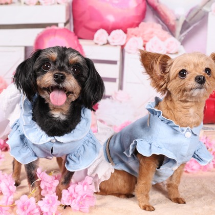 WithshopJapanが撮影した「ペット撮影」の写真