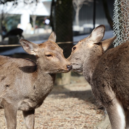 えむあんりみてっどが撮影した「:albumName」の写真