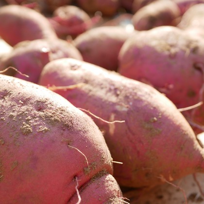 加藤が出張撮影した「下書き」の家族写真