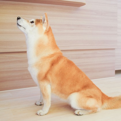 出張撮影くろめっとが撮影した「:albumName」の写真