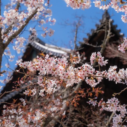 株式会社バックオフィスアクティが撮影した「:albumName」の写真