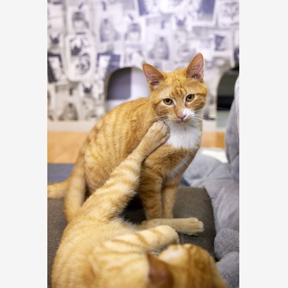 有限会社エルフラットが撮影したイベント/スナップ撮影の写真