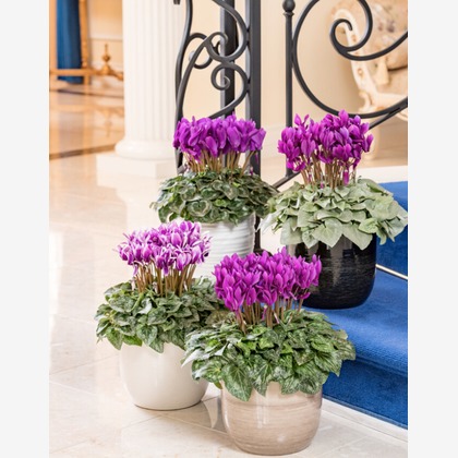 有限会社　澤田スタジオが撮影した「:albumName」の写真