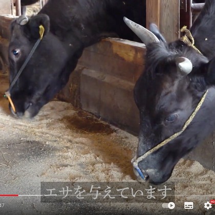 Castella Designが撮影した動画撮影の写真