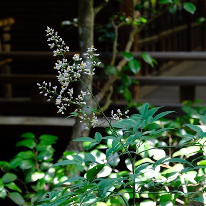 POPCORNが撮影した「:albumName」の写真