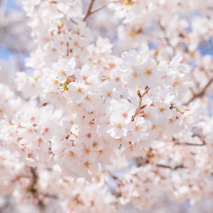 フォトスタジオ　ちっくたっくが撮影したその他の写真