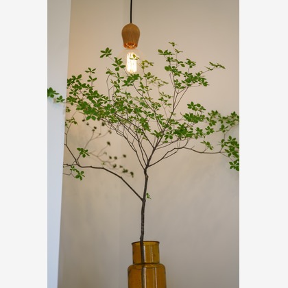 合同会社ワンダースリーが撮影した「:albumName」の写真