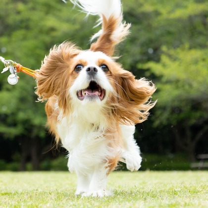 大森光太郎・K-PHOTOが出張撮影した犬の敏捷性, 犬の供給, 子鹿などが写った「ペット撮影」の家族写真