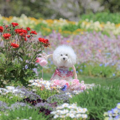 高橋 透（Coo&Sea STUDIO代表）が出張撮影したジギタリス, ルパン, マルタ語などが写った「大花壇de撮影会／春＠横浜」の家族写真