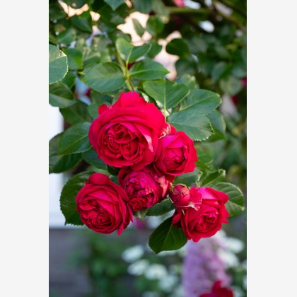 オフィス 芦野が撮影したウェディングや家族、ビジネスの写真