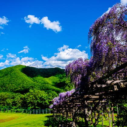 高木勇斗が撮影した「:albumName」の写真