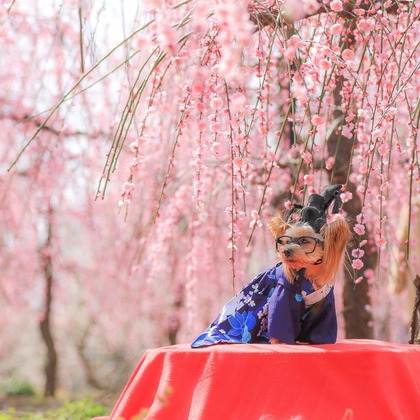 高橋 透（Coo&Sea STUDIO代表）が撮影した「:albumName」の写真