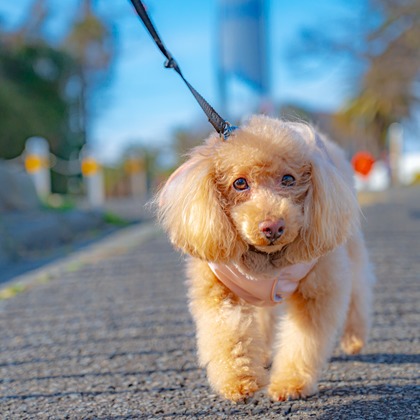 高木勇斗が撮影したイベント/スナップ撮影の写真